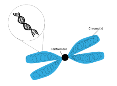 Example of a image with genetic testing